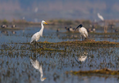 Birds perching in a lake