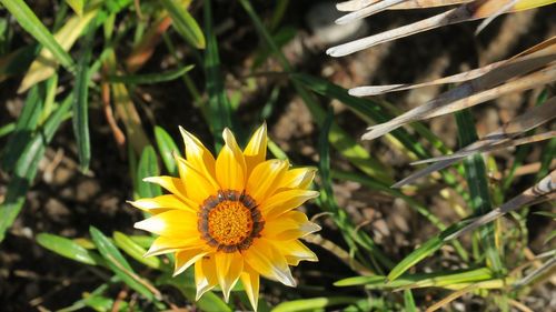 Close-up of yellow flower blooming on field