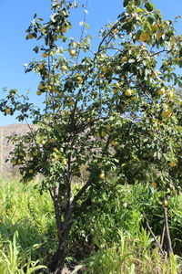 Low angle view of flowering tree against sky