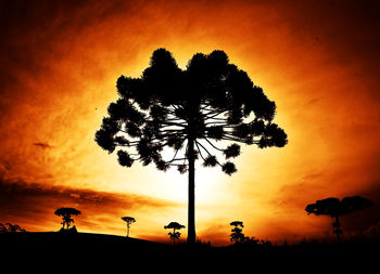 Low angle view of silhouette coconut palm tree against orange sky