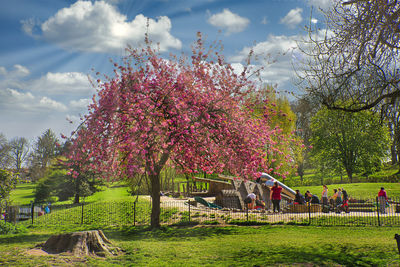 View of flowering trees in park