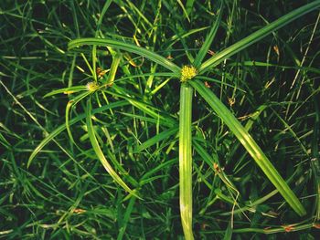 High angle view of grass growing on field