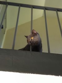 Portrait of a cat sitting on wood