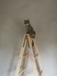 Low angle view of cat sitting on table