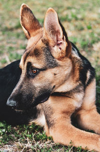 Portrait of dog sitting on field