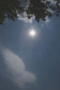 Low angle view of trees against sky