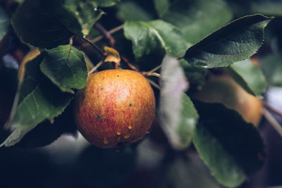 Close-up of apples growing on tree