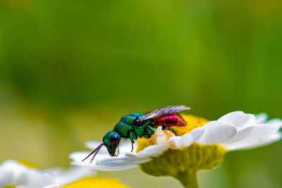 Close-up of insect on flower