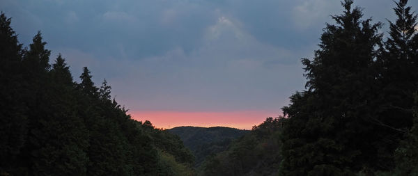 Low angle view of silhouette trees against sky at sunset