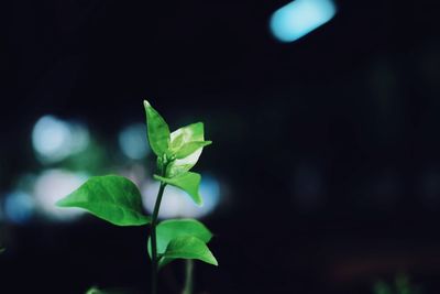 Close-up of green leaves on plant