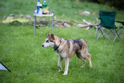 Dog on field