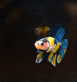 Close-up of fish underwater