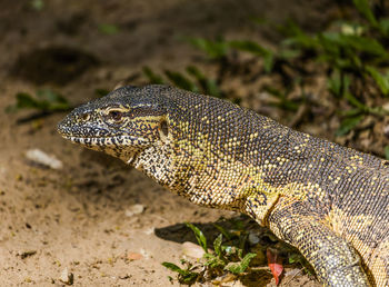 A nile monitor lizard at the banks of the kunene river in northern namibia