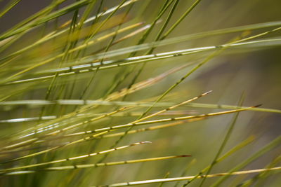 Close-up of crops growing on field