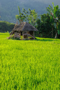 Scenic view of agricultural field by house and trees