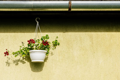Potted plants hanging against wall
