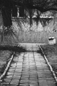 Footpath amidst trees