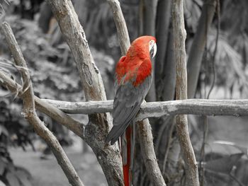 Close-up of parrot perching on tree