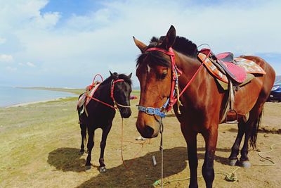 Horse cart on beach against sky