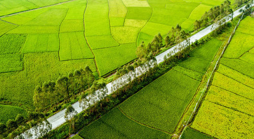 High angle view of agricultural field