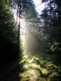 Footpath passing through forest