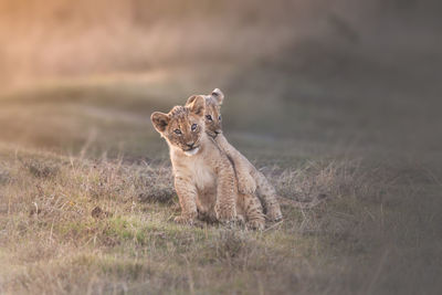 Lion cubs in africa