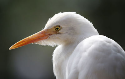 Close-up of bird