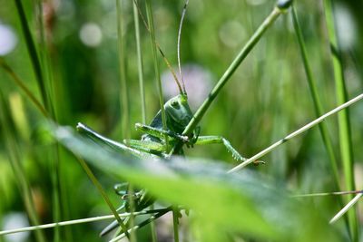 Close-up of insect on grass