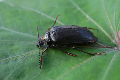 Close-up of insect on leaf