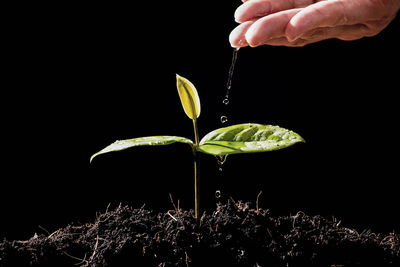 Close-up of hand holding plant against black background