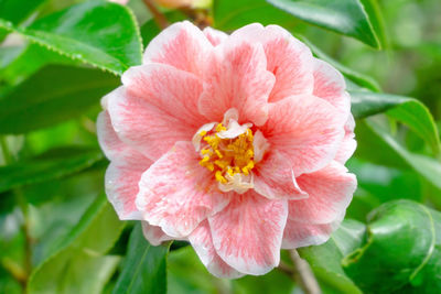 Close-up of pink flower