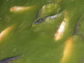 High angle view of fish swimming in lake