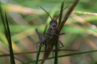 Close-up of insect on leaf