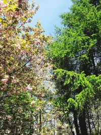 Low angle view of trees against sky