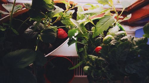 Close-up of fruits growing on plant