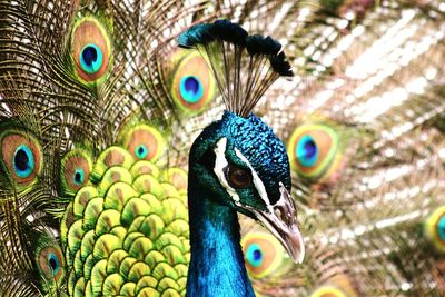 Close-up of peacock outdoors