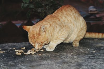 View of a cat looking away