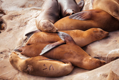 Seals ans sea lions resting on the beach