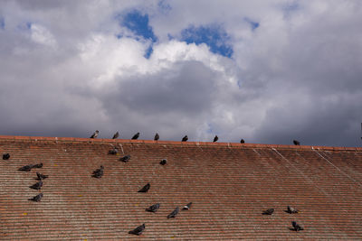 Birds on roof against sky