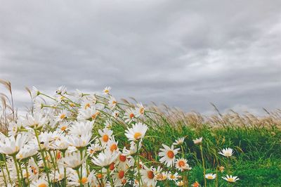 Close-up of flowers growing in field