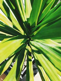 High angle view of succulent plant