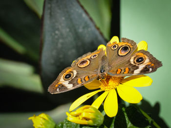 Close-up of butterfly on flower