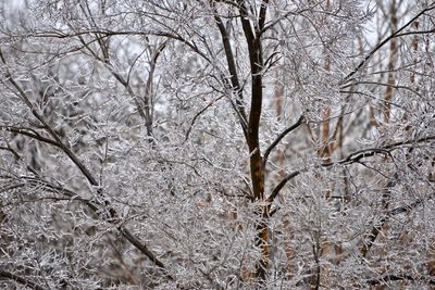 Close-up of frozen bare tree during winter