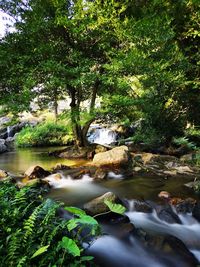 Stream flowing through rocks in forest