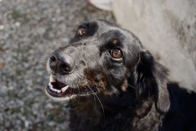 Close-up of black dog