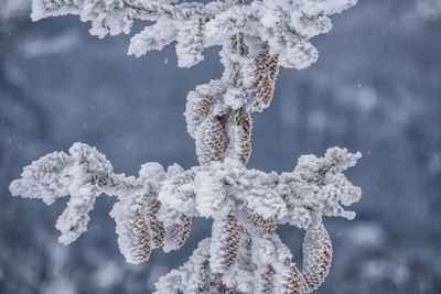 Frozen spruce cones