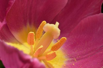 Close-up of day lily blooming outdoors