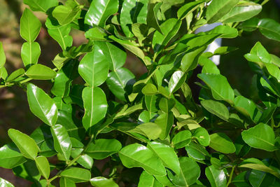 Lemon lime leaves tree
