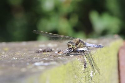 Close-up of dragonfly on wood