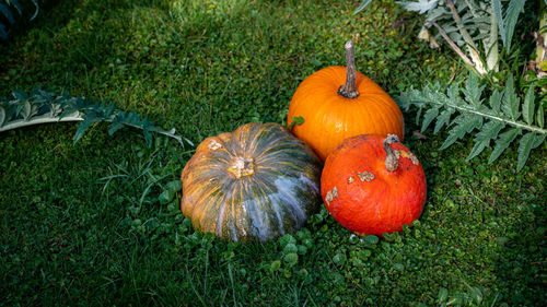 Pumpkin on field with plant leaves. halloween and autumn background. holidays.